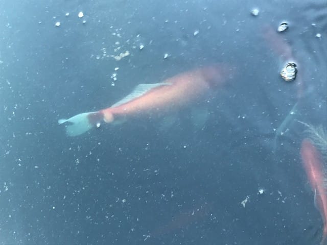 Problème : bosse sur poisson rouge