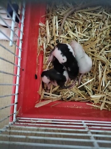 Bébés rats