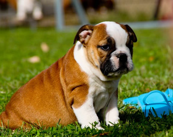 Chiots Bulldog Anglais pour noêl