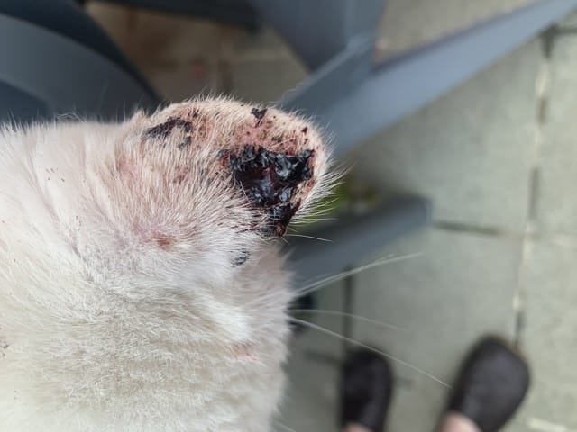 Chat problème