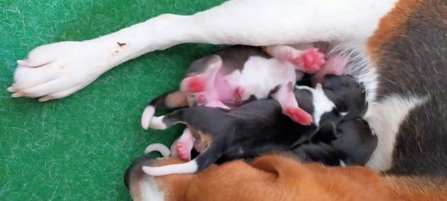 Besoin d'aide, mâle ou femelle?