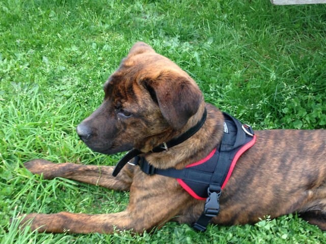 Vos avis sur la race de mon chien