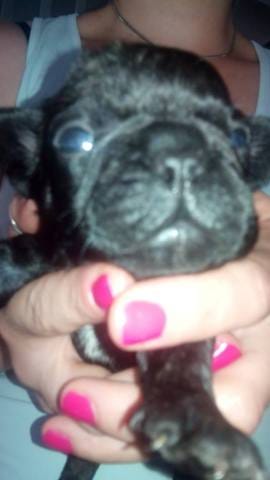 Bouledogue français chiot, "bosse" au dessus du museau