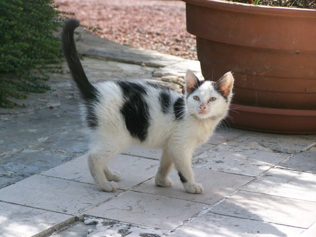 Trouvé un chaton