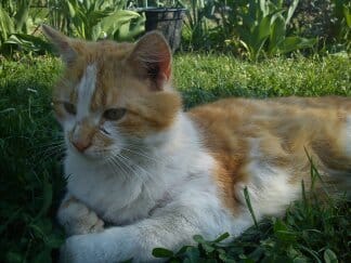 L'histoire de mon gros bébé, mon chat 