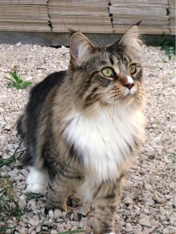 Cherche foyer calme pour Maine Coon Femelle stérilisée