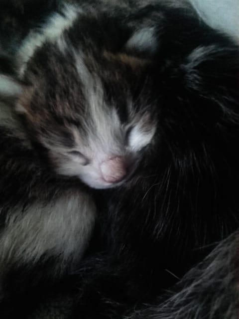 Mon chat male a tuer 1chaton sur 3