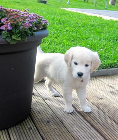 Relation Chien/chiot
