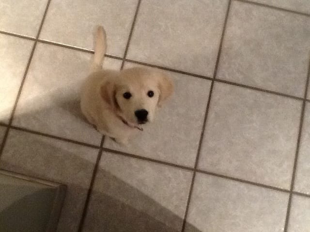 Chiot trop maigre