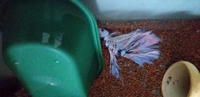 Photo de mon combattant