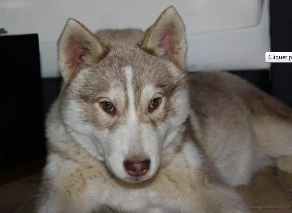 Besoin de conseil..