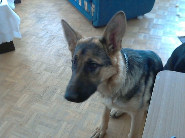 mes chiens 