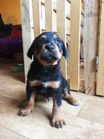 Donne croisés beauceron/malinois/labrador nord pas de calais
