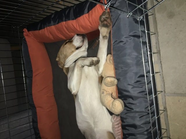 Besoin d’aide : Aboiements