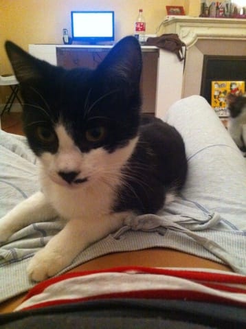 Avez vous une assurance pour vos animaux ?