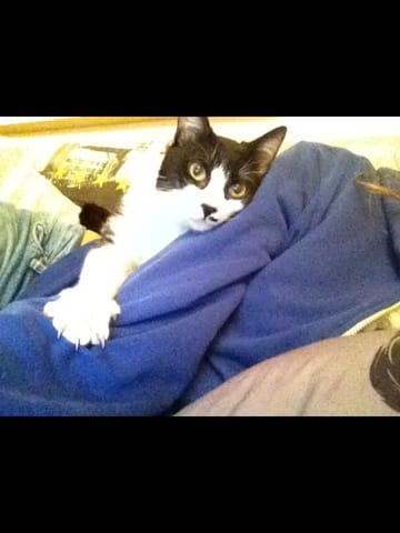 Chouchou, dangereux pour le chat ?