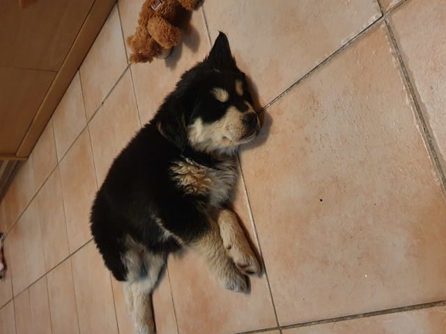 Chiot - comment bien le rassurer ?