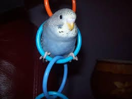 ici,on papote sur nos oiseaux ^^