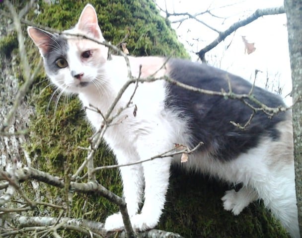 Percue chatte dans le 87