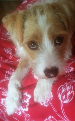 Est-ce un Jack Russell ?