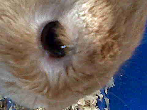 Conjonctivite de mon lapin