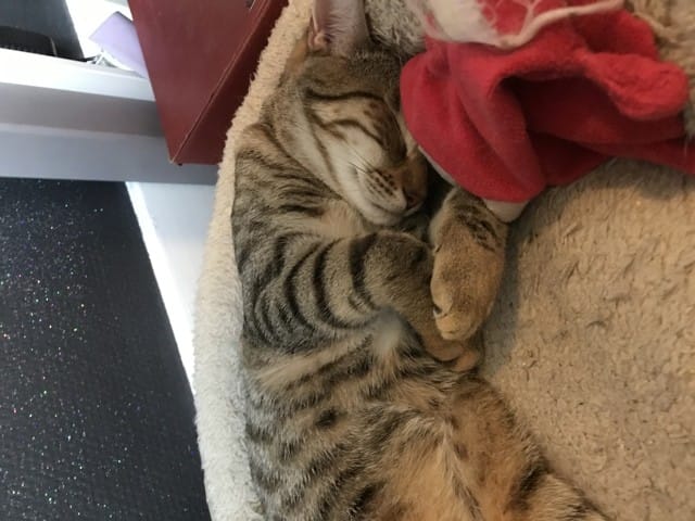 Que pensez-vous des croquettes Ownat ?