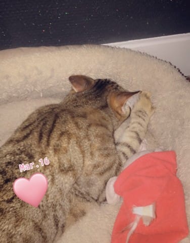 Je ne sais pas quelles croquettes donner à mon chaton!