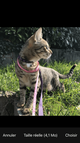 Chaton l’association comment savoir lequel prendre ?