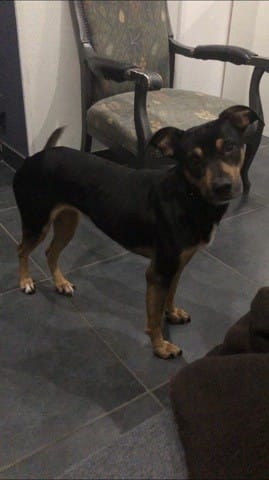 Recherche race de mon chien
