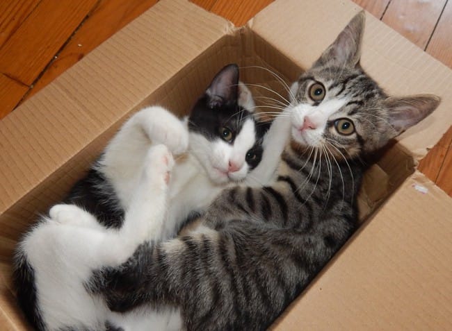 Felix et Arthur, deux gentils minous facétieux
