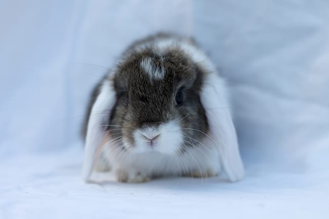 Je ne trouve pas de prénom pour mon lapin male, help !