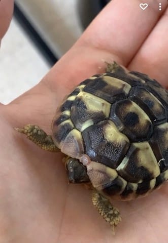 Carapace de ma tortue