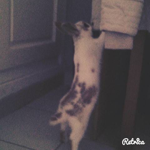 Ma lapine dans le jardin ?