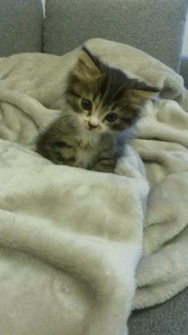 Puces a l'aiiidddeee ! 