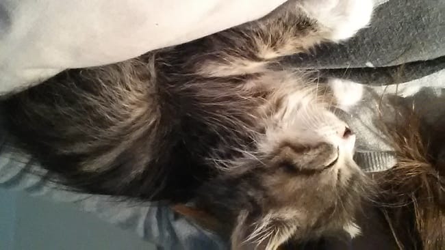 chaton vraiment 2 mois ?!!