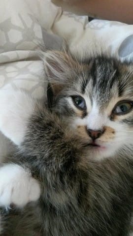 Yeux de Cléo qui m’inquiète ! 