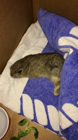 Lapereau sauvage recueilli a l'aide