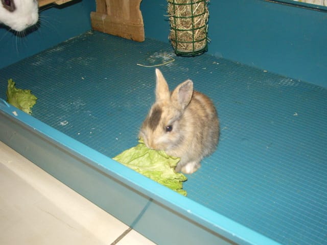 Alerte ! Lapin fou !