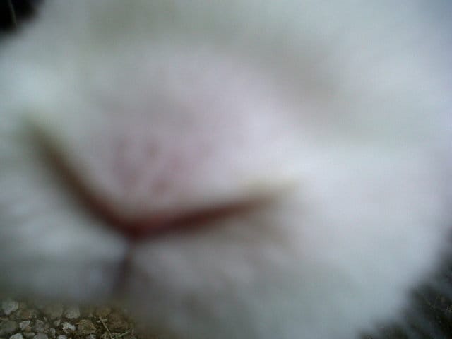 Santé de ma lapine