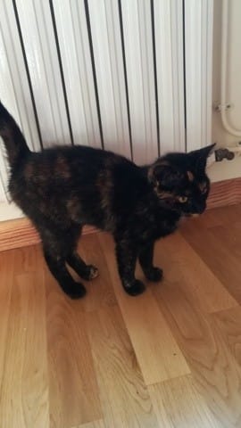 Chatte toute petite