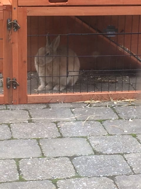 Mon lapin malade?