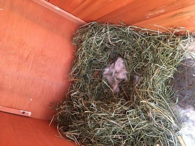 Ma lapine est-elle enceinte?
