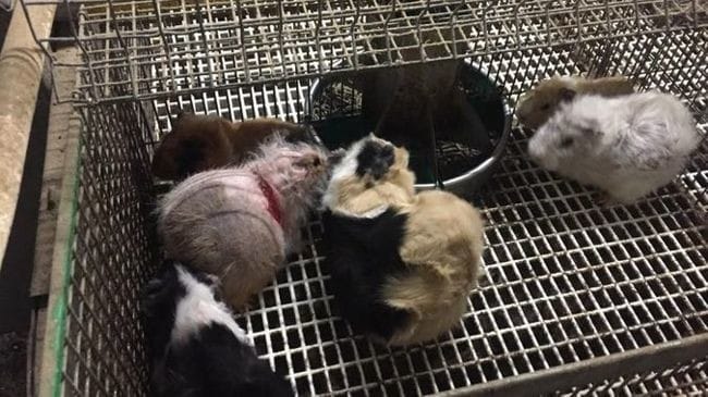 Les animaleries ...des secrets biens gardées