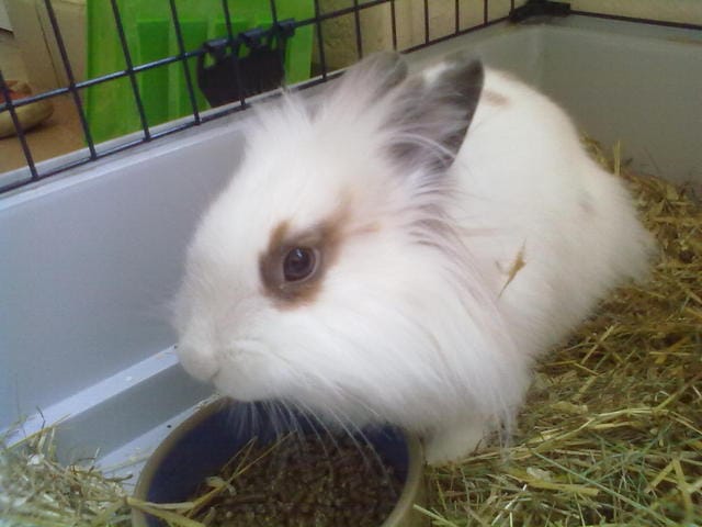 Mon lapin est-il un lapin tete de lion ?