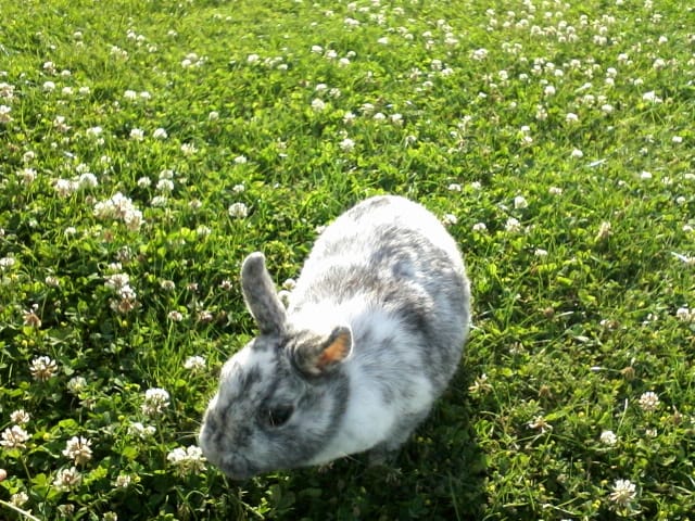 Recherche mâle lapin nain
