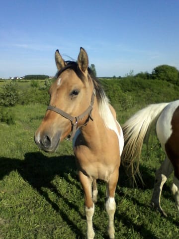 Pour parler équitation ♥