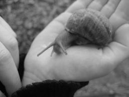 Nos amis les escargots : blog