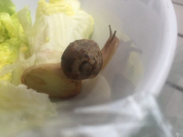 escargot sans coquille