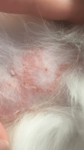 Mon chat a une perte de poils et lésions cutanées entre les pattes avant