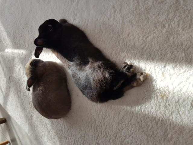 deu adorables lapins à adopter malgré moi